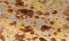 Homemade Tandoori Roti