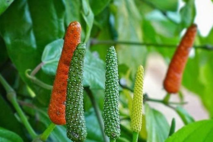 Indonesian Spices : Javanese Pepper - Piper retrofractum