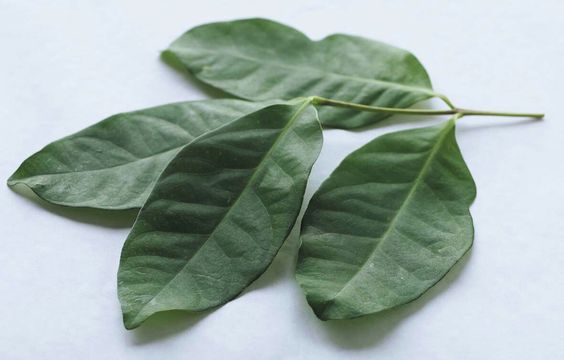 Indonesian Spices : Bay Leaf