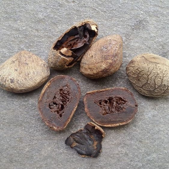 Indonesian Spices : Kluwek Nuts – Pangium edule