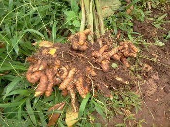 Indonesian Spices : Turmeric – Curcuma longa