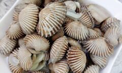 Resep Kerang Darah Rebus Dari dita_dwistyani