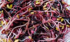 Resep Cah Bayam Merah Dari dita_dwistyani