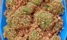 Resep Kaloci Dari matthewmaureen