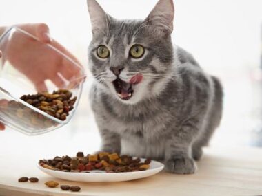 8 Makanan Kucing Di Indomaret/Alfamart