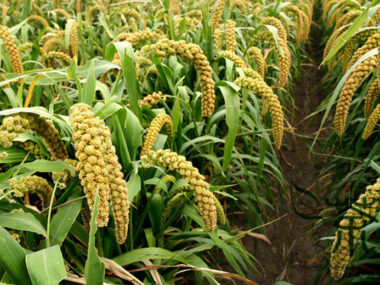 Juwawut : Tanaman Sumber Karbodirat Yang Terlupakan!