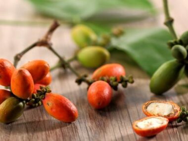 Melinjo :  Mitos Asam Urat, Manfaat, Serta 7 Olahan Mulai Biji Hingga Kulitnya