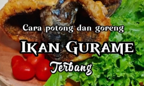 Ikan Gurame Terbang