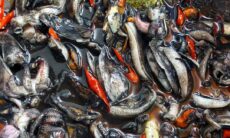 Resep Oseng Balakutak Dari dita_dwistyani