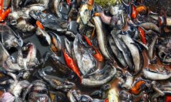 Resep Oseng Balakutak Dari dita_dwistyani