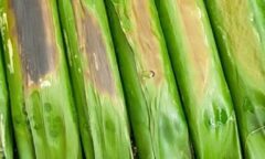 Resep Otak Otak Ikan Tenggiri Bakar Dari fransiskaailen