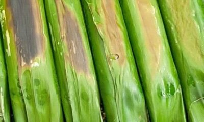 Otak Otak Ikan Tenggiri Bakar