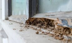 Renovasi Rumah Tanpa Anti Rayap Bisa Jadi Kesalahan Mahal!